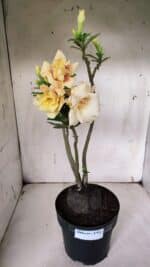 Planta Dobrada 3142 (2) – 35cm – 03 anos - Imagem 2