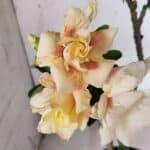 Planta Dobrada 3142 (2) – 35cm – 03 anos