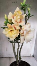 Planta Dobrada 3142 (2) – 35cm – 03 anos - Imagem 3