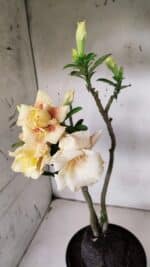 Planta Dobrada 3142 (2) – 35cm – 03 anos - Imagem 4