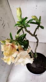 Planta Dobrada 3142 (2) – 35cm – 03 anos - Imagem 6