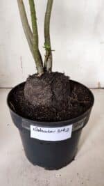 Planta Dobrada 3142 (2) – 35cm – 03 anos - Imagem 9