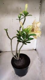 Planta Dobrada 3142 (2) – 35cm – 03 anos - Imagem 8