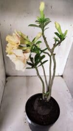 Planta Dobrada 3142 (2) – 35cm – 03 anos - Imagem 7