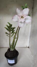 Planta Dobrada 3143 (2) – 35cm – 03 anos - Imagem 2