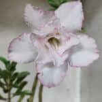 Planta Dobrada 3143 (2) – 35cm – 03 anos