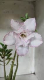 Planta Dobrada 3143 (2) – 35cm – 03 anos