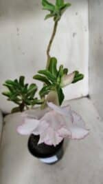 Planta Dobrada 3143 (2) – 35cm – 03 anos - Imagem 4