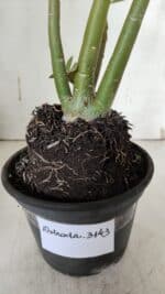 Planta Dobrada 3143 (2) – 35cm – 03 anos - Imagem 7