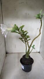 Planta Dobrada 3143 (2) – 35cm – 03 anos - Imagem 6