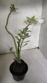 Planta Dobrada 3143 (2) – 35cm – 03 anos - Imagem 5