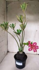 Planta Dobrada 3144 (2) – 35cm – 03 anos - Imagem 2