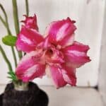 Planta Dobrada 3144 (2) – 35cm – 03 anos