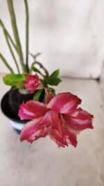 Planta Dobrada 3144 (2) – 35cm – 03 anos - Imagem 4