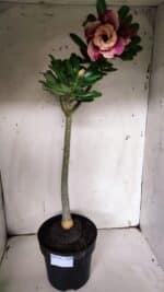 Planta Dobrada 3145 (2) – 35cm – 03 anos - Imagem 2