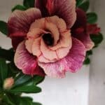 Planta Dobrada 3145 (2) – 35cm – 03 anos