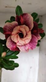 Planta Dobrada 3145 (2) – 35cm – 03 anos