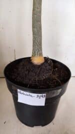 Planta Dobrada 3145 (2) – 35cm – 03 anos - Imagem 8