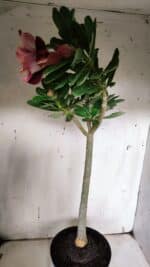 Planta Dobrada 3145 (2) – 35cm – 03 anos - Imagem 5