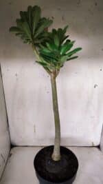 Planta Dobrada 3145 (2) – 35cm – 03 anos - Imagem 7