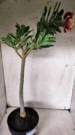 Planta Dobrada 3145 (2) – 35cm – 03 anos - Imagem 6