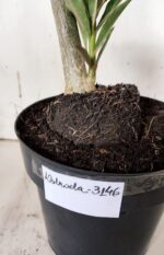 Planta Dobrada 3146 (2) – 35cm – 03 anos - Imagem 4