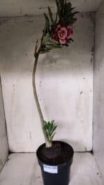 Planta Dobrada 3146 (2) – 35cm – 03 anos - Imagem 6