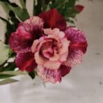 Planta Dobrada 3146 (2) – 35cm – 03 anos