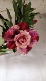 Planta Dobrada 3146 (2) – 35cm – 03 anos