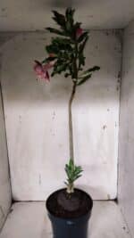 Planta Dobrada 3146 (2) – 35cm – 03 anos - Imagem 5