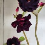 Planta Dobrada 3147 (2) – 35cm – 03 anos