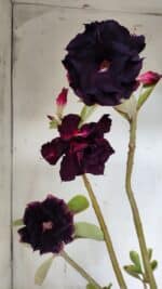 Planta Dobrada 3147 (2) – 35cm – 03 anos