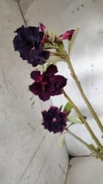 Planta Dobrada 3147 (2) – 35cm – 03 anos - Imagem 6