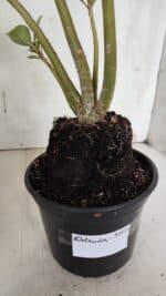 Planta Dobrada 3147 (2) – 35cm – 03 anos - Imagem 7