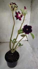 Planta Dobrada 3147 (2) – 35cm – 03 anos - Imagem 5