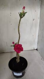 Planta Dobrada 3148 (2) – 30cm – 02 anos - Imagem 2