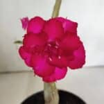 Planta Dobrada 3148 (2) – 30cm – 02 anos