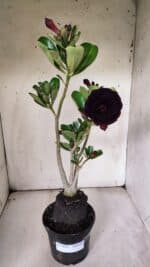 Planta Dobrada 3074 – 40cm – 03 anos