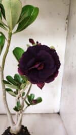 Planta Dobrada 3074 – 40cm – 03 anos - Imagem 3