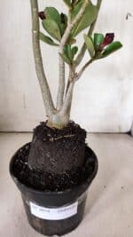 Planta Dobrada 3074 – 40cm – 03 anos - Imagem 6
