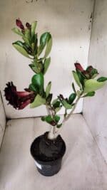 Planta Dobrada 3074 – 40cm – 03 anos - Imagem 8