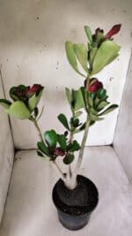 Planta Dobrada 3074 – 40cm – 03 anos - Imagem 7