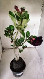 Planta Dobrada 3074 – 40cm – 03 anos - Imagem 4