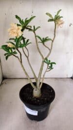 Planta Dobrada 3075 – 30cm – 02 anos - Imagem 2