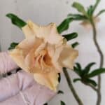 Planta Dobrada 3075 – 30cm – 02 anos