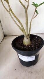 Planta Dobrada 3075 – 30cm – 02 anos - Imagem 7