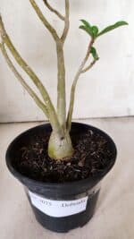 Planta Dobrada 3075 – 30cm – 02 anos - Imagem 6