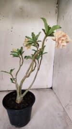 Planta Dobrada 3075 – 30cm – 02 anos - Imagem 4