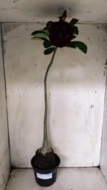 Planta Dobrada 3076 – 40cm – 03 anos - Imagem 2