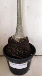 Planta Dobrada 3076 – 40cm – 03 anos - Imagem 7